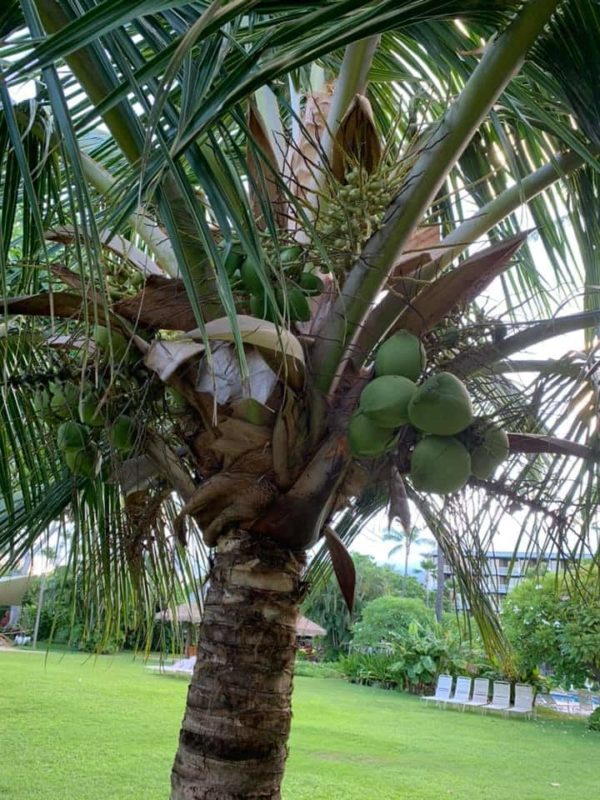 Aloha Friday Photo: Coconut Tree Close Up + Hawaii Travel Restriction Update