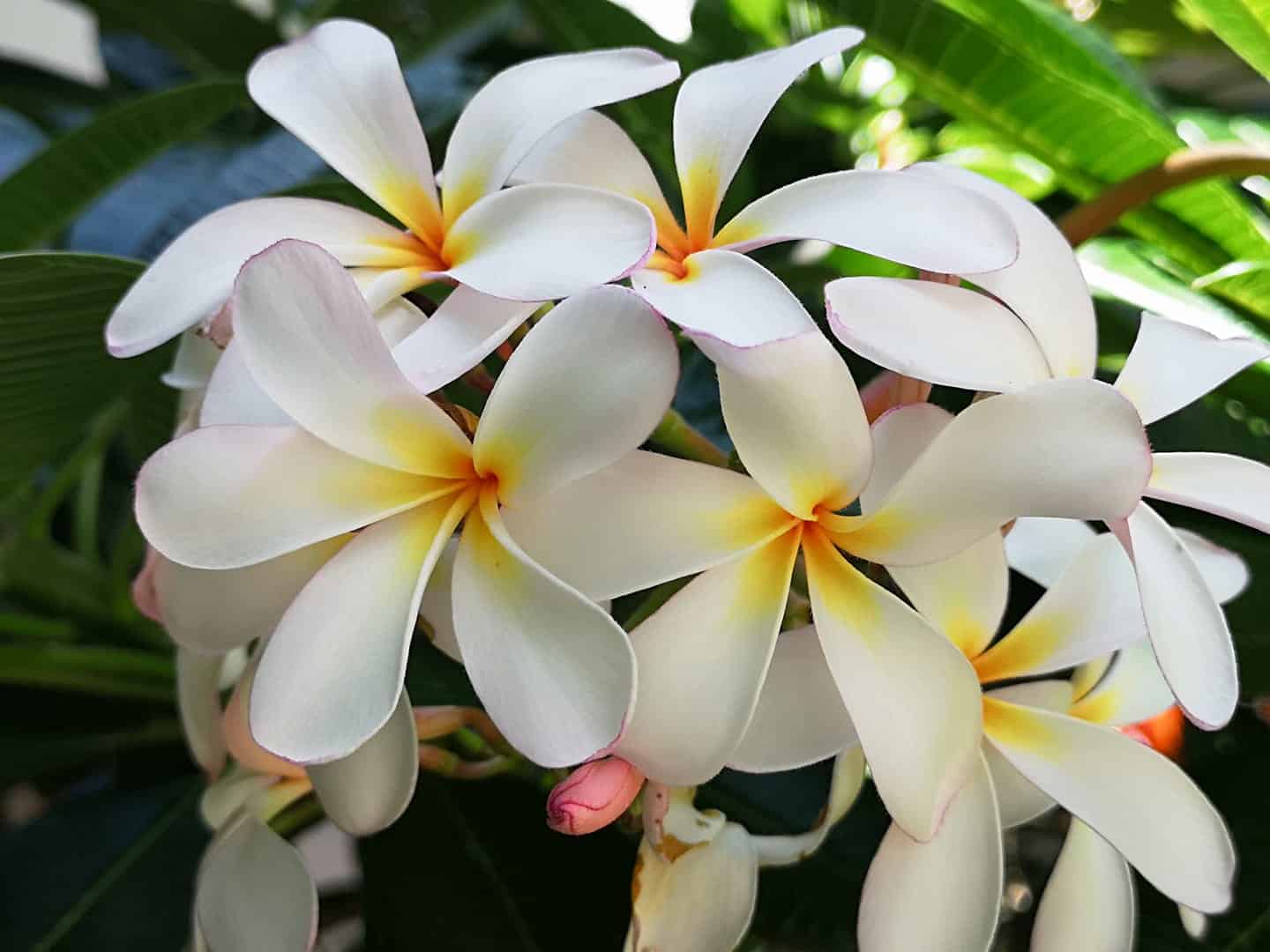 Aloha Friday Photo: Our hope will bloom edition