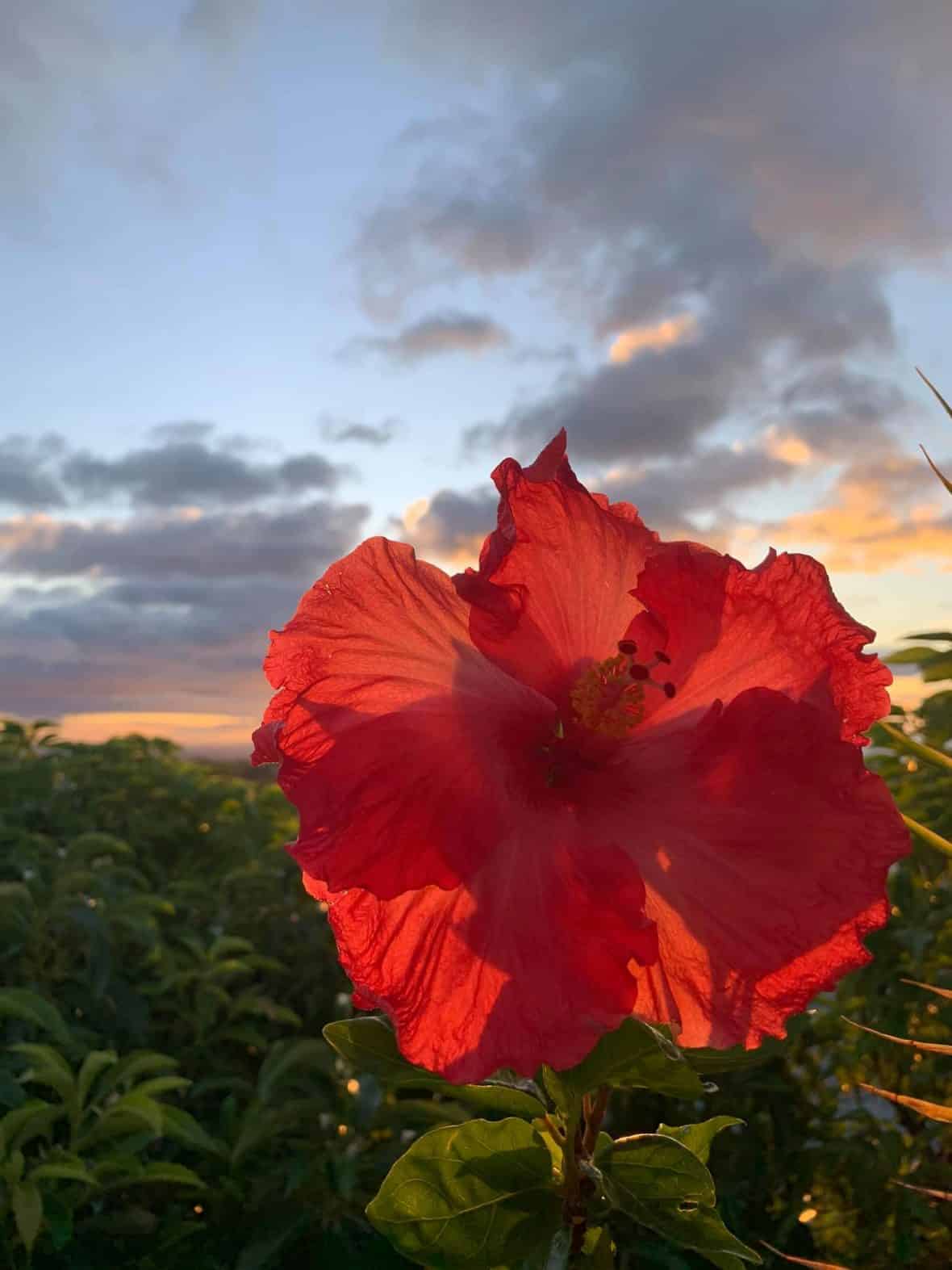 Aloha Friday Photo: Sunset Hibiscus (+ Coronavirus in Hawaii update)