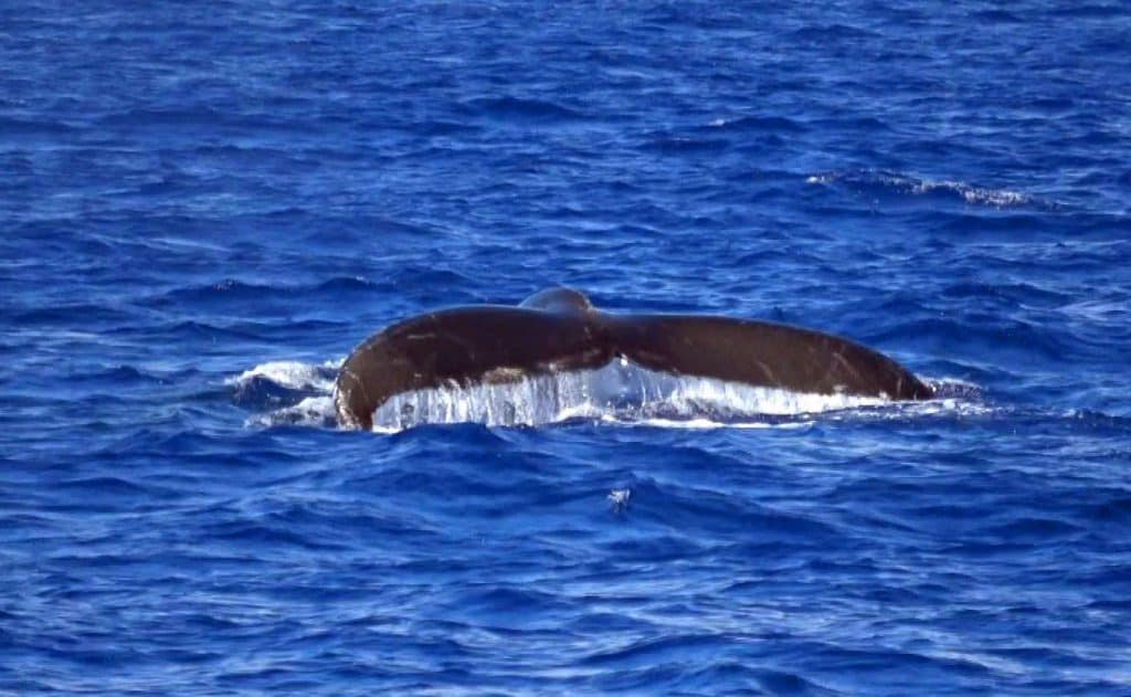 Aloha Friday Photo: Whale watching experience on Oahu