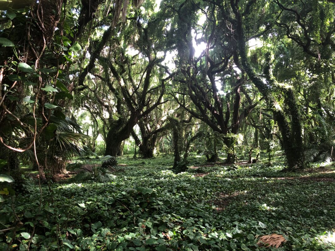 Aloha Friday Photo: Into the Jungle