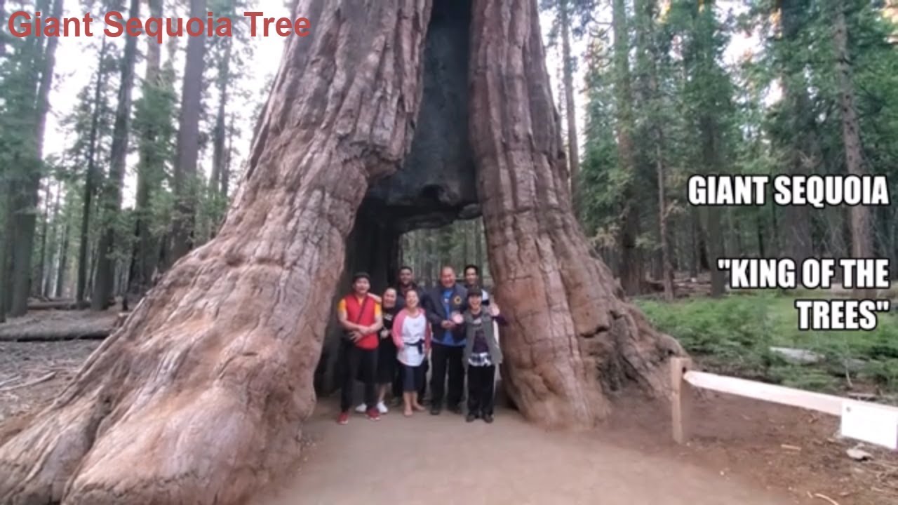 Giant Sequoia in Yosemite Travel Guide | "King of Trees" Mariposa Grove | Video Information