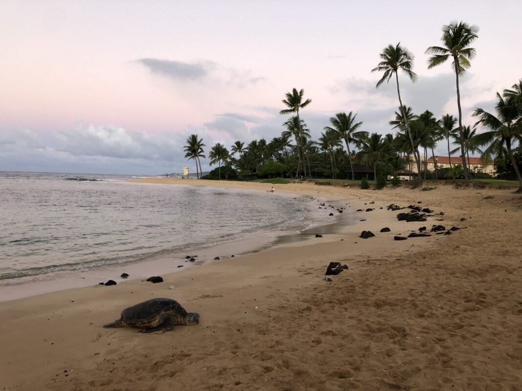 Aloha Friday Photo: Resting turtle at sunrise