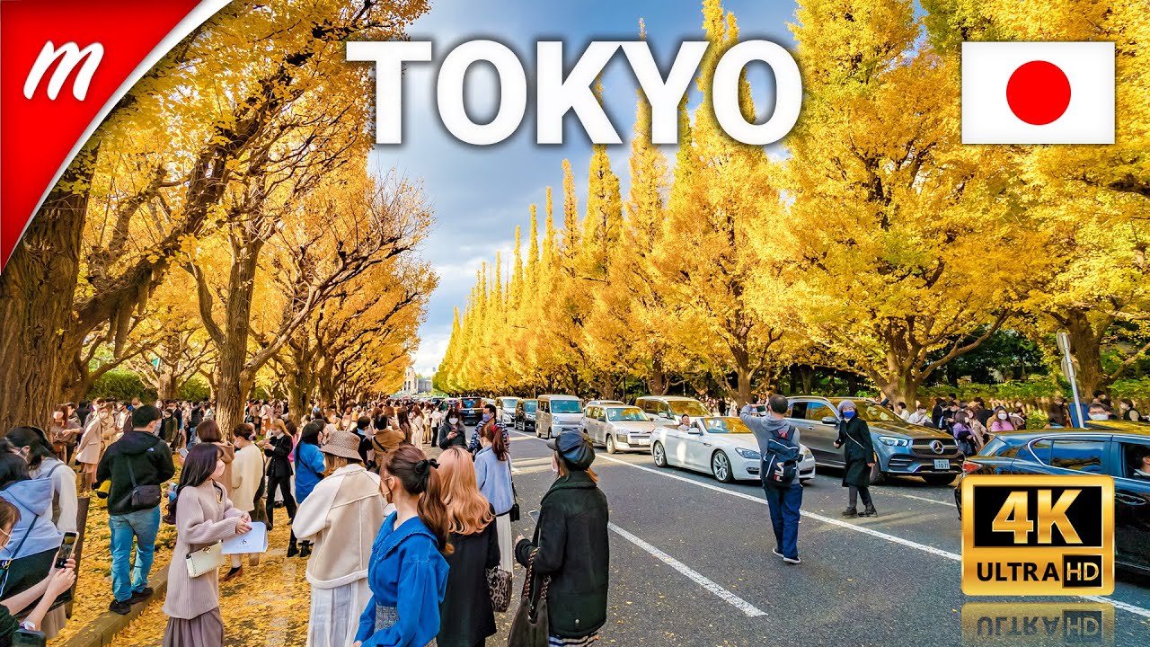 Beautiful Autumn leaves in Jingu Gaien Ginkgo Avenue | Tokyo Travel Guide