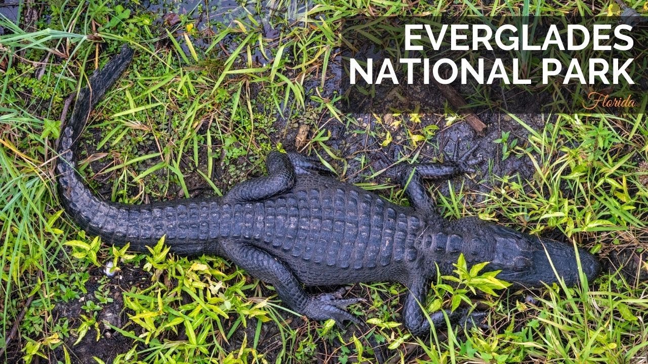 Everglades National Park Travel Guide: 1 Day Exploring the Park's Trails, Tours & Wildlife