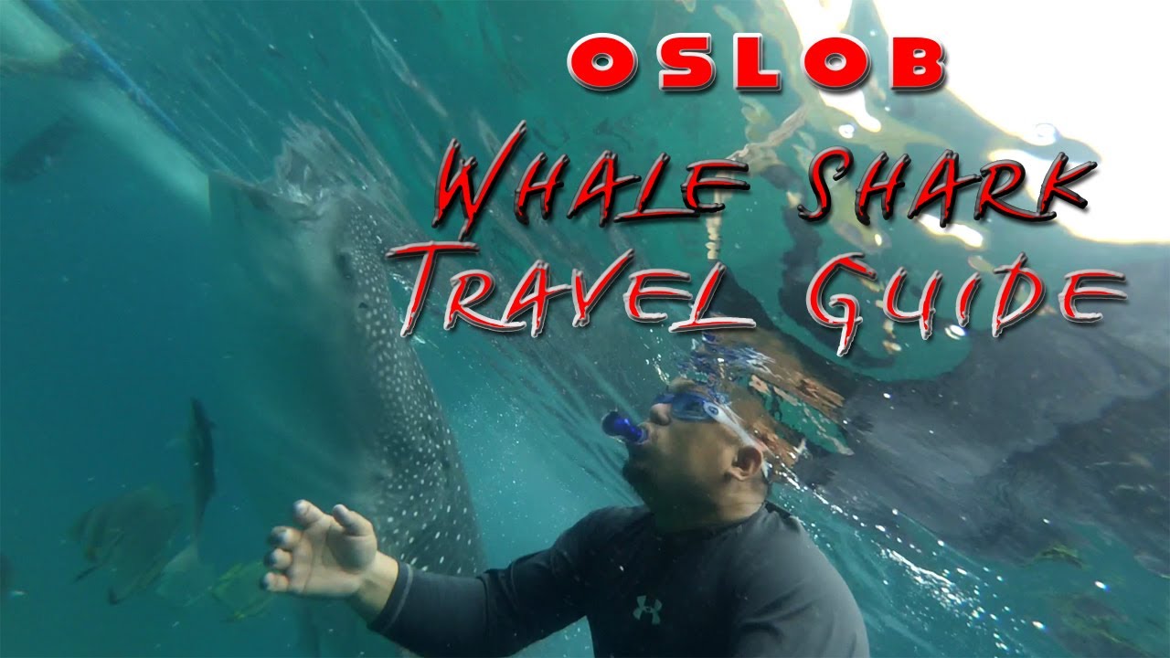 OSLOB Whale Shark Pobre Travel Guide (DIY)