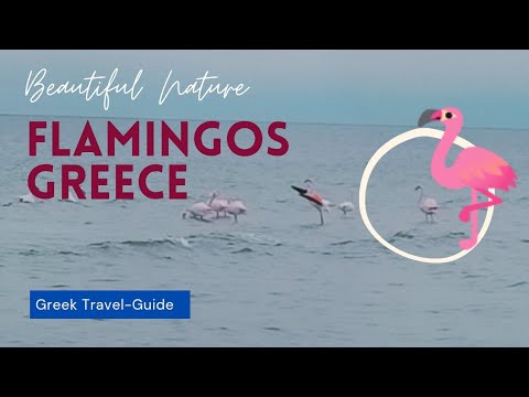 #flamingi#greece Flamingos Olympus Riviera Greece Φλαμίνγκο από Υδροβιότοπο Greek Travel-Guide