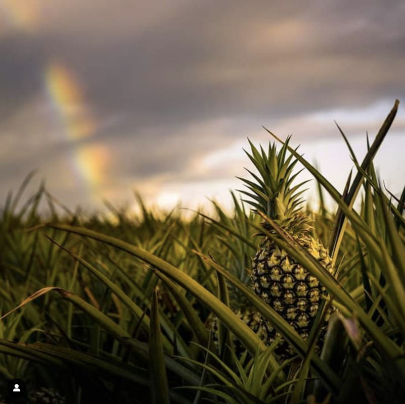 Aloha Friday Photo: Rainbow over the pineapple patch