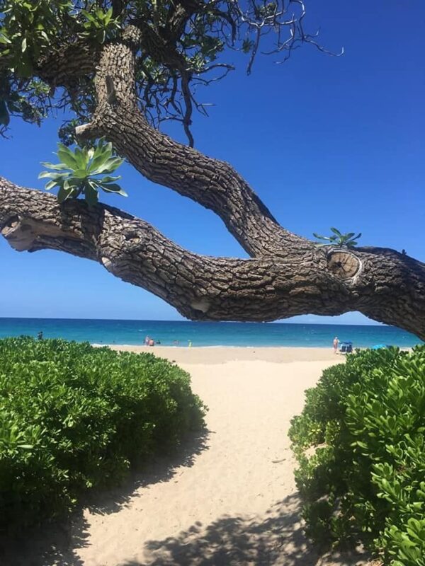 Aloha Friday Photo: Tree’mendous Beach Path