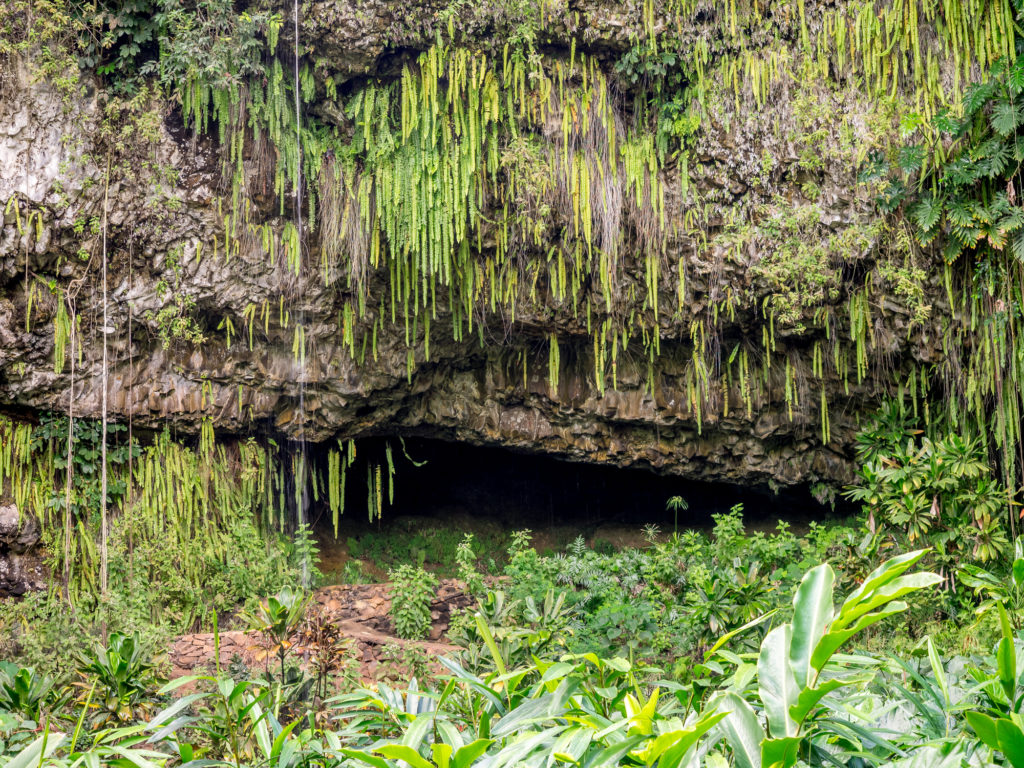 Check Out This Magical Fern Grotto on Kauai￼