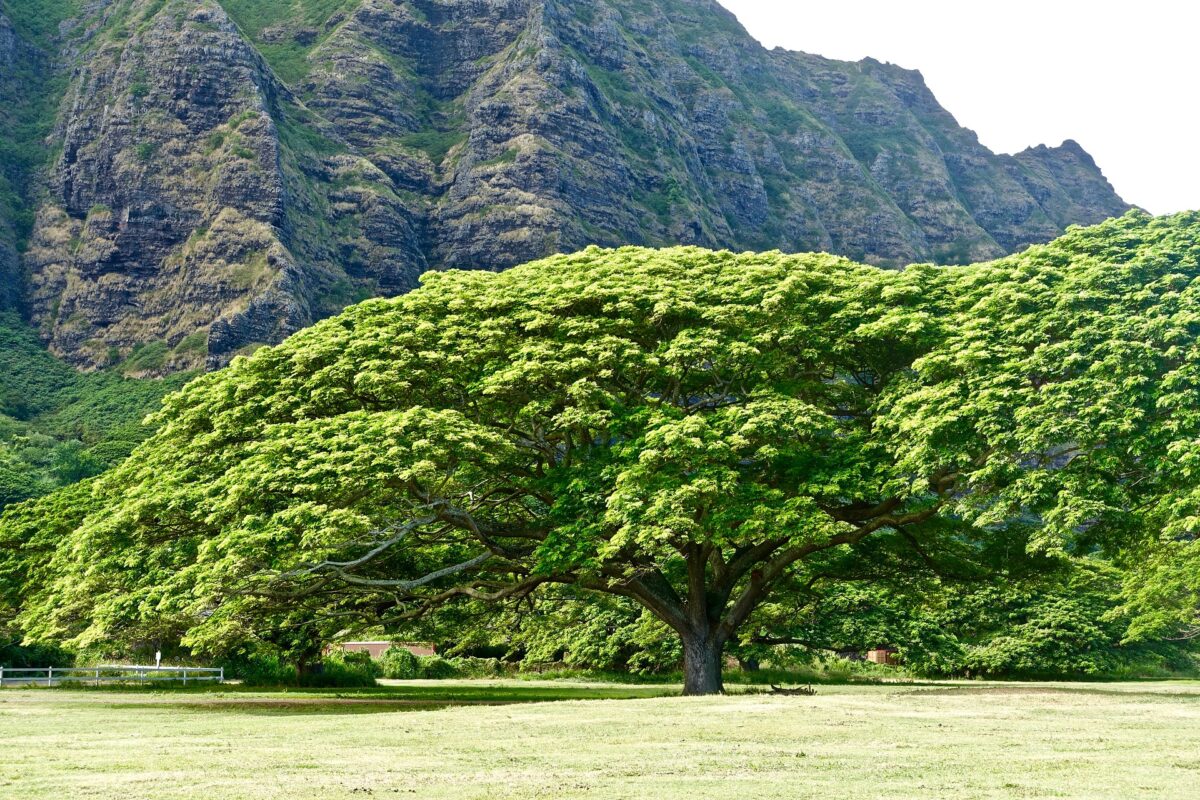 Discover Honolulu's Exceptional Trees