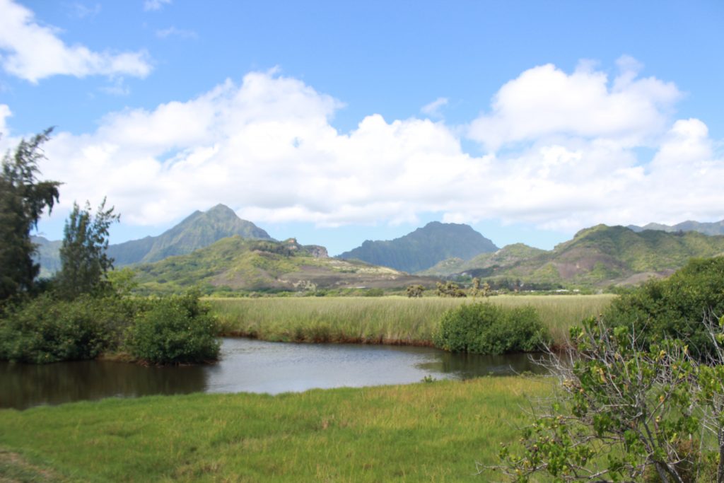 Kawainui Marsh, a Kailua natural treasure