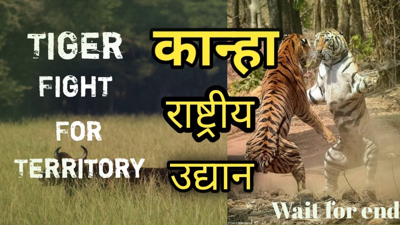 Tiger Fight || Jungle Safari: A Travel Guide to Kanha National Park