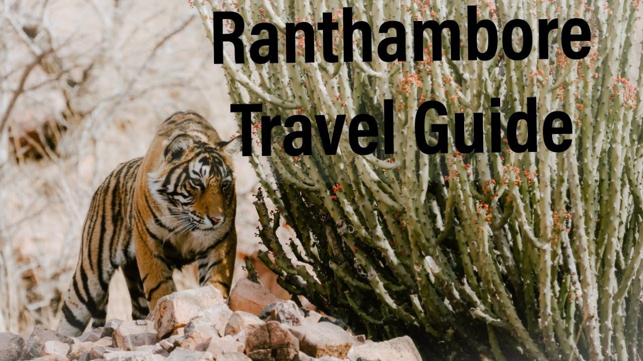 Ranthambore National Park Travel Guide 2019