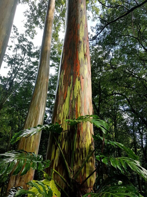 Aloha Friday Photo: Rainbow Eucalyptus