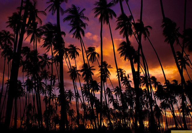 Take me there Tuesday: Kapuaiwa Coconut Grove on Molokai