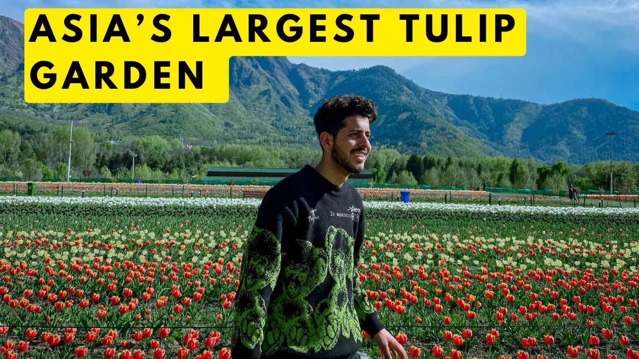 TOUR GUIDE TO TULIP GARDEN SRINAGAR KASHMIR