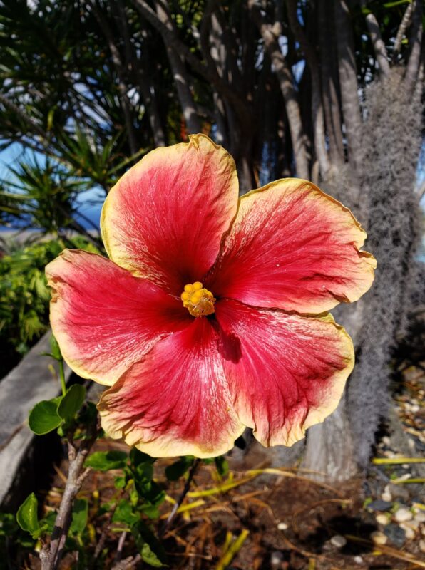 Aloha Friday Photo: Colorful Hibiscus