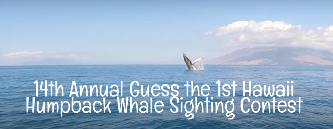 14th annual guess the first humback whale sighting in Hawaii
