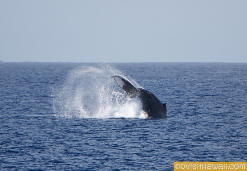 Hawaii's 2023/2024 humpback whale season is underway!