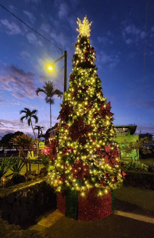 Aloha Friday Photo: O' Kona Christmas Tree