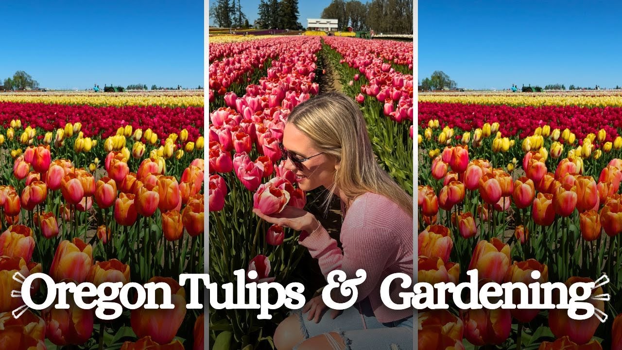 Travel Guide to Oregon’s best place to see tulips + planting my own garden