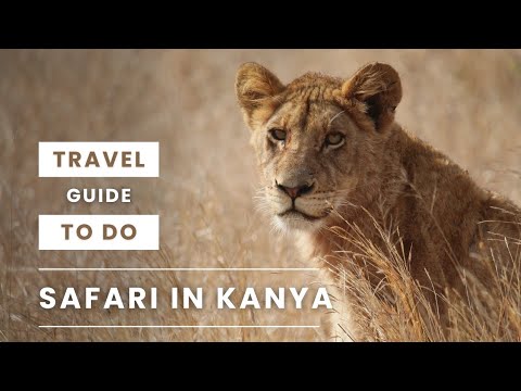 Safari in Kenya: A Travel Guide to Exploring the Wildlife