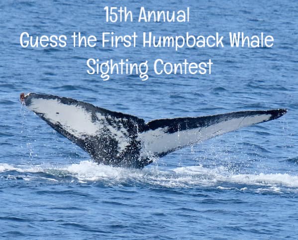 15th Annual Guess the First Humpback Whale Sighting Contest