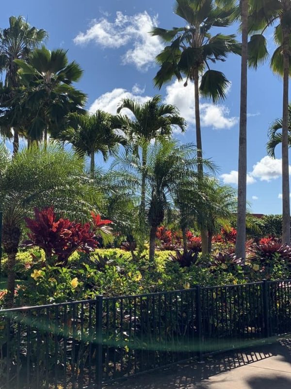 Aloha Friday Photo: Tropical landscape at Dole Plantation