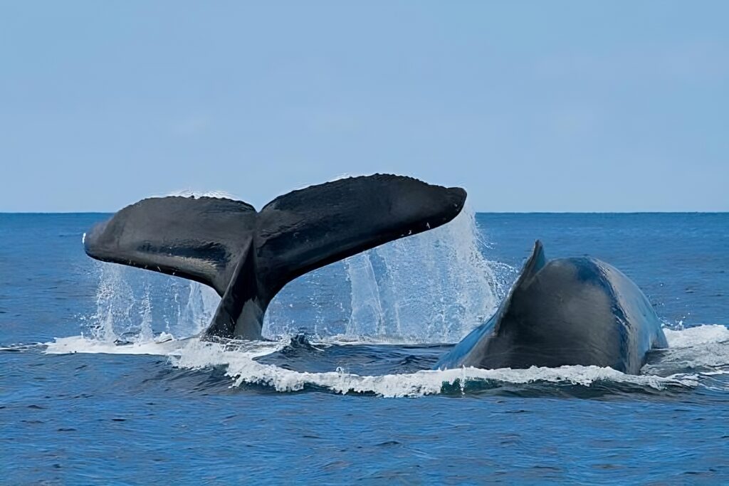 whale watching in oahu