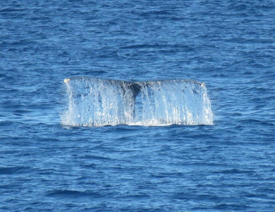 Aloha Friday Photo: Witnessing the Winter Parade of Humpback Whales