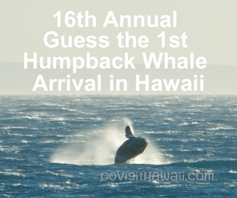 16th Annual Guess the First Humpback Whale Sighting Contest