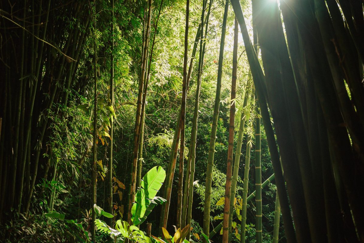 rainforest at Garden of Eden Maui
