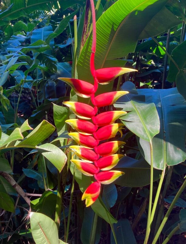 Aloha Friday Photo: Waimea Valley Heliconia