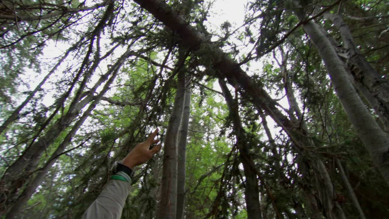 Bear's Ultimate Survival Guide Part 1