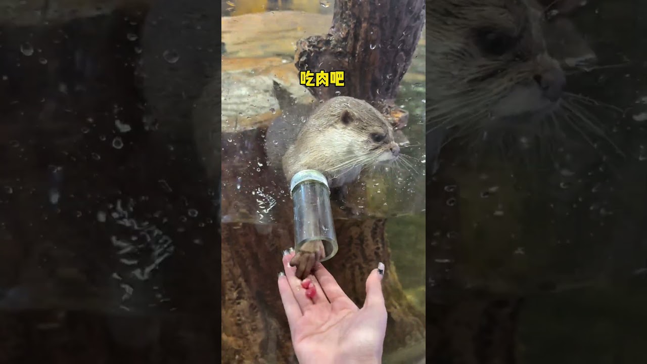 a large indoor zoo in Changsha.Travel Guide #AdorablePetsDebutPlan