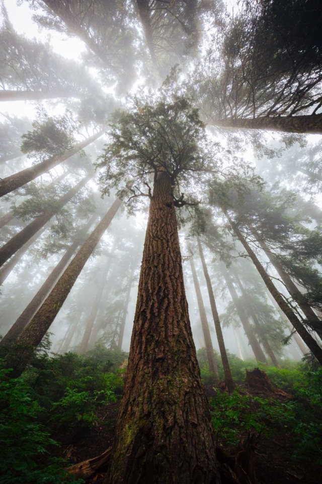 Sunlight filtering through the canopy of the tallest trees on Earth in Redwood National and State Parks.